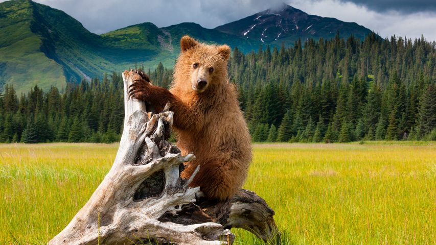 Little bear, big wilderness