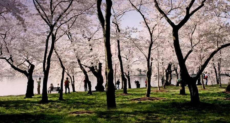 Cherry trees in bloom on the banks of the Tidal Basin in Washington, D.C.