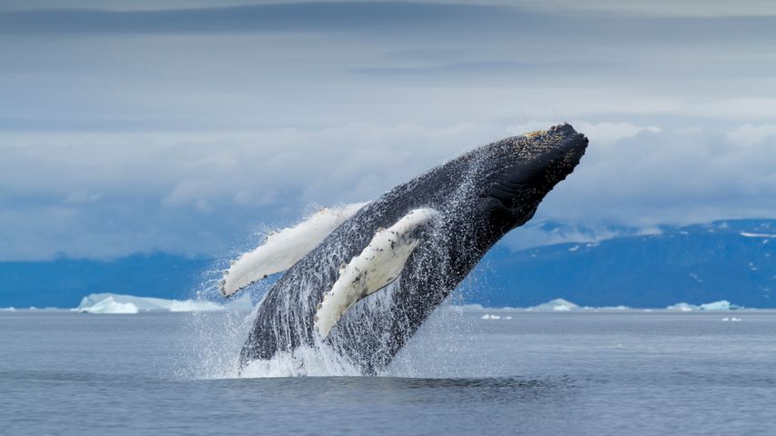 Baleine à bosse, baie de Disko, Groenland