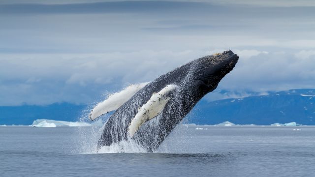 ザトウクジラ ザトウクジラ - Wikipedia