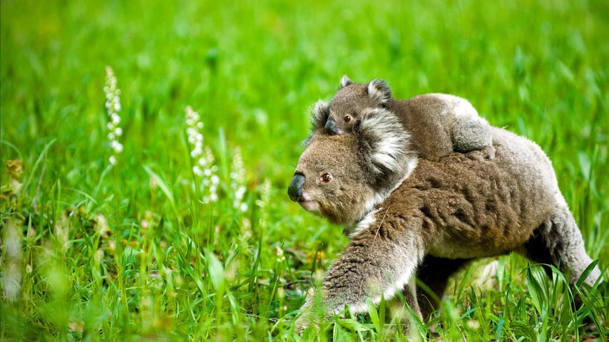 Koala and joey 