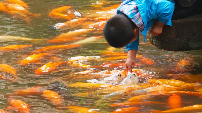 上海豫园，小男孩在逗弄鱼群
