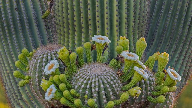 Saguaro cactus flowers, Coronado National Forest, USA