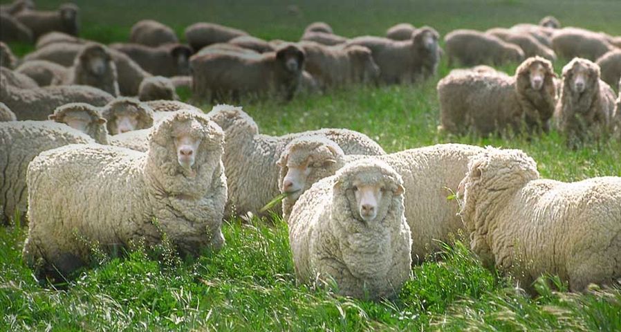 Sheep Grazing in Grass