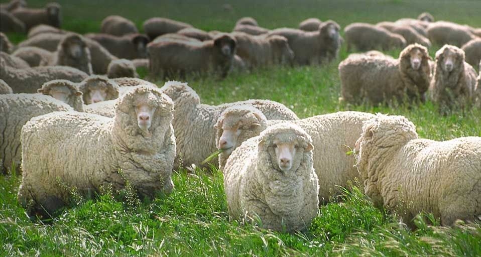 Sheep Grazing in Grass | Peapix