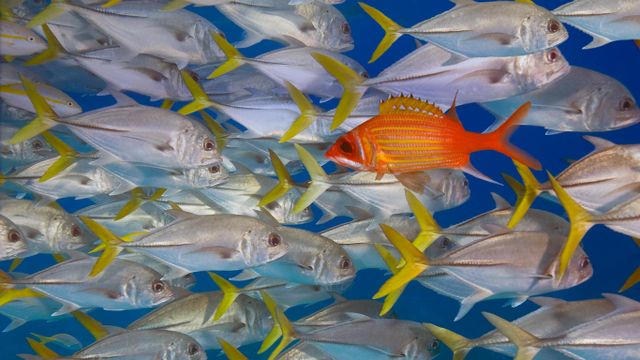 Longjaw squirrelfish swims against school of horse-eye jacks, Lighthouse Reef, Belize