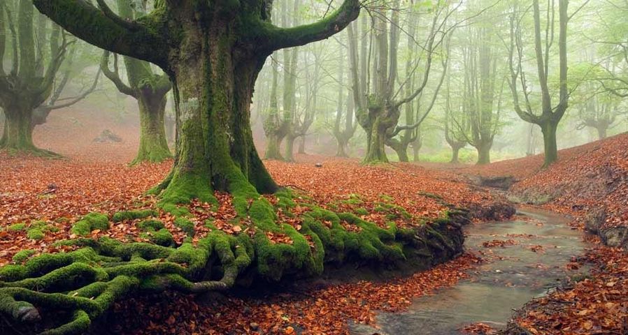 Moss-covered tree roots in Gorbea Natural Park, Basque Country, Spain
