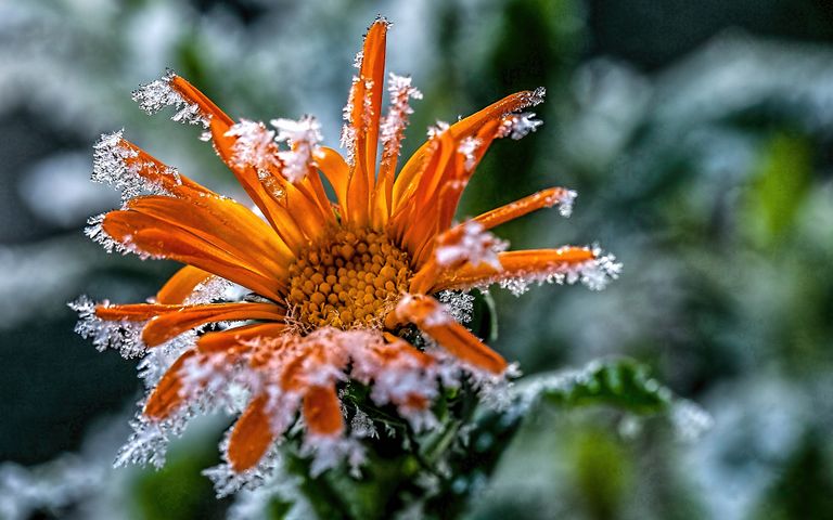 Frosty Art Windows 10 Theme