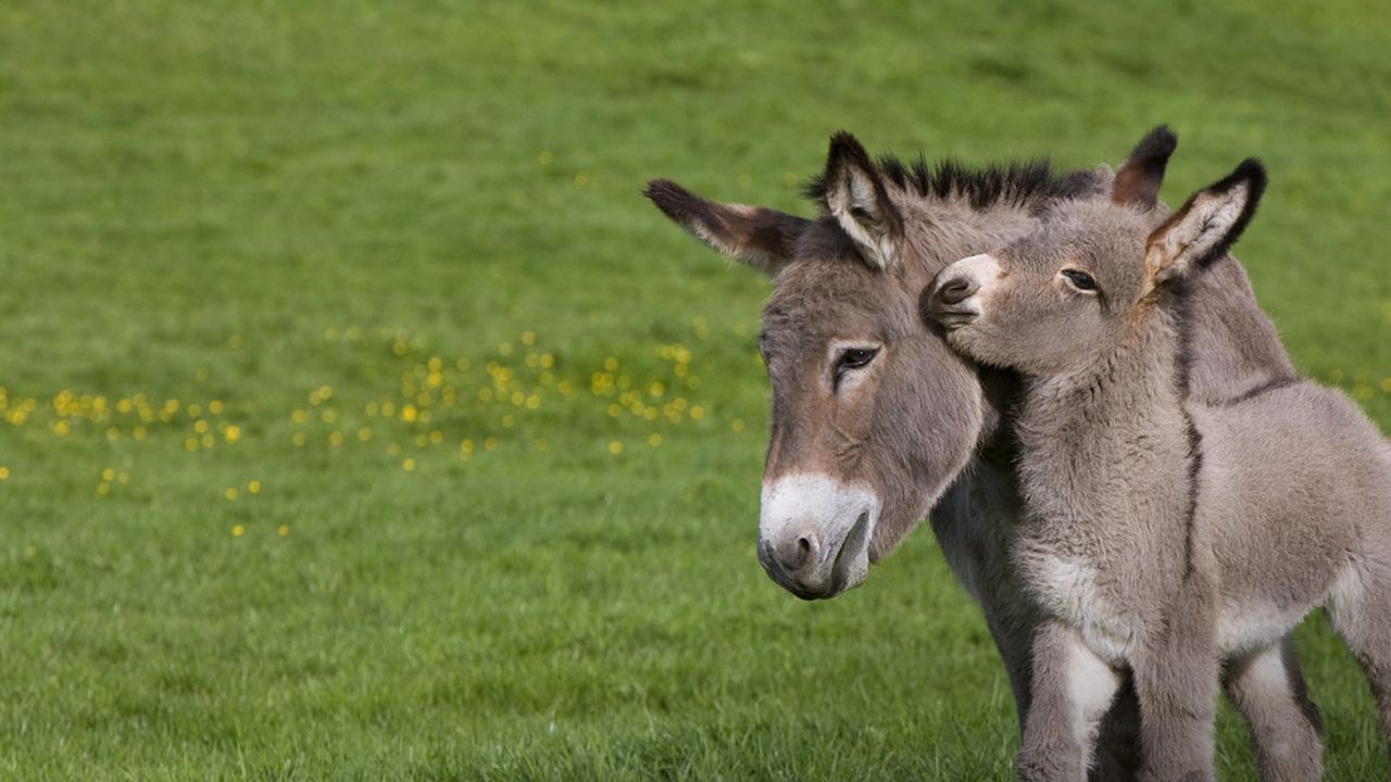 法国诺曼底，草地上的非洲野驴与宝宝