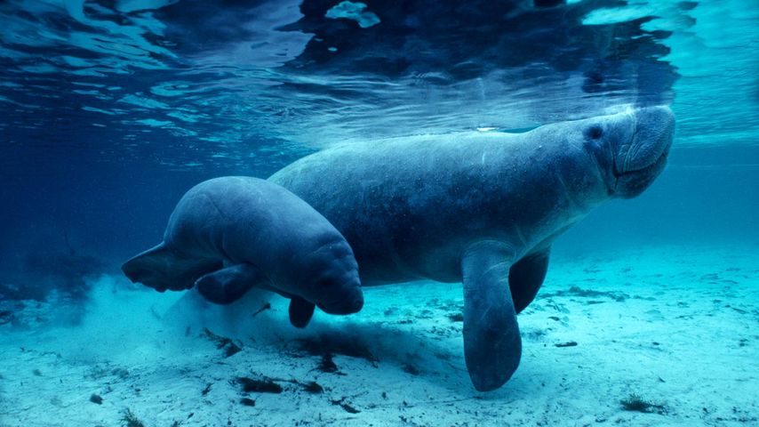 West Indian manatees in the Crystal River, Florida