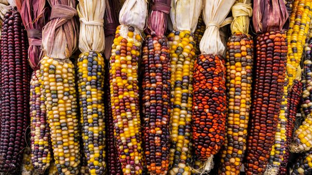 Flint corn