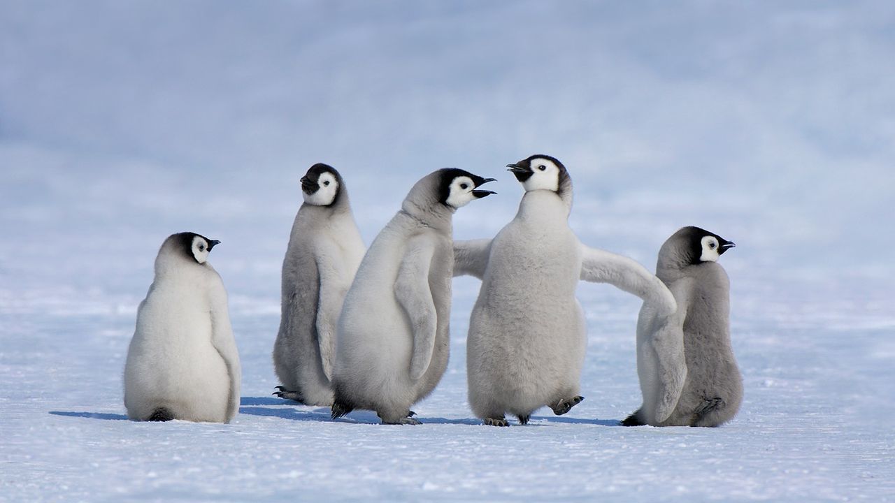Emperor penguin chicks in Antarctica