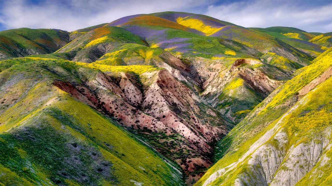 Wildflowers in the Carrizo Plain National Monument, California