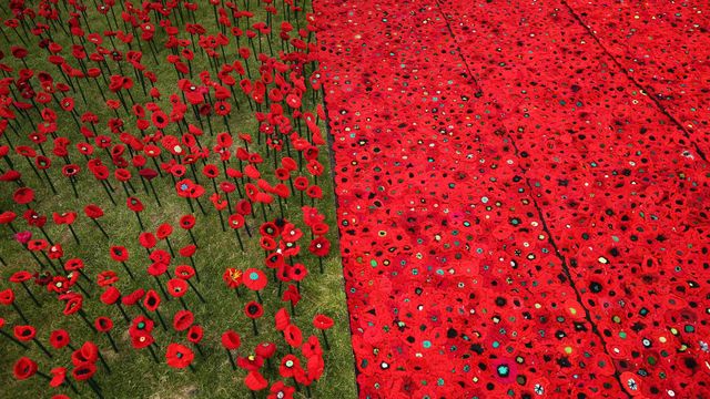 A field of knitted poppies at the RHS Chelsea Flower Show in 2016 
