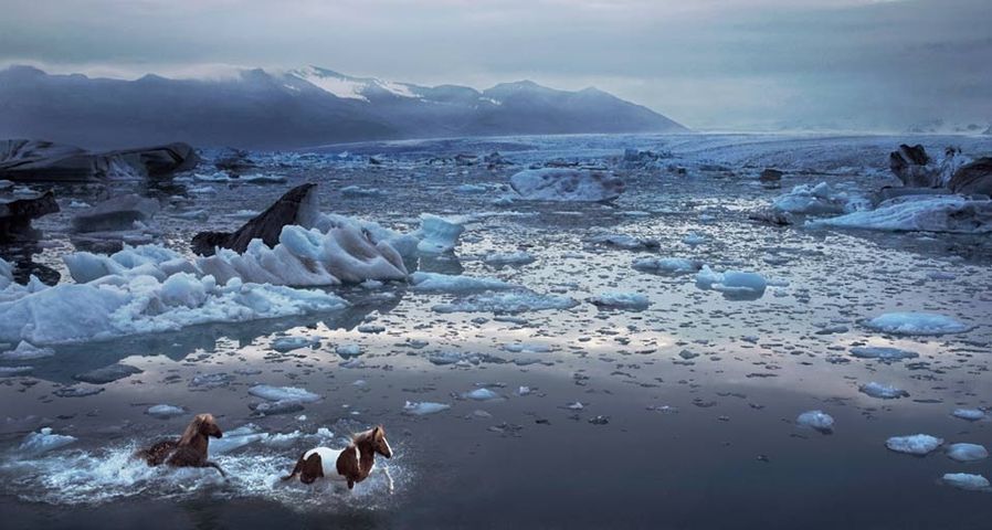 Zwei Islandpferde galoppieren durchs flache Wasser an einem Strand auf Island