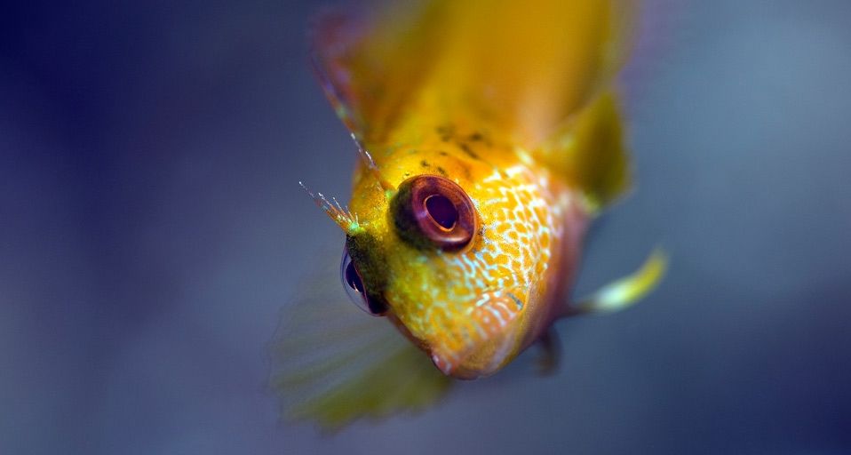 Blenny in Portofino, Italy