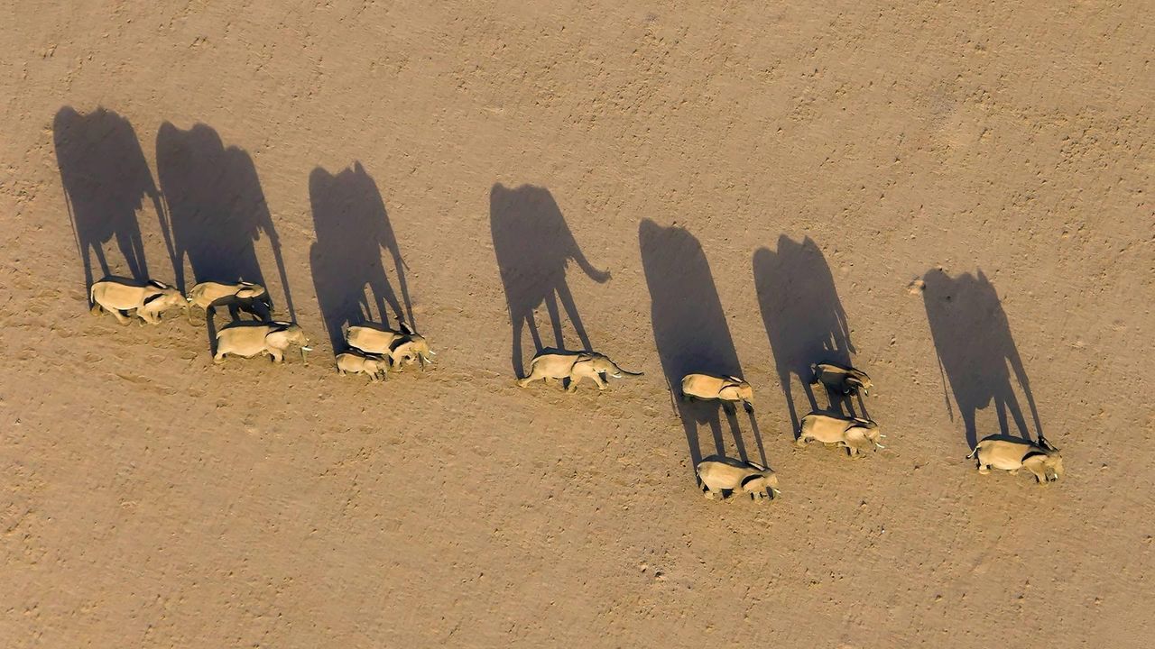 Elephant herd in Damaraland District, Namibia