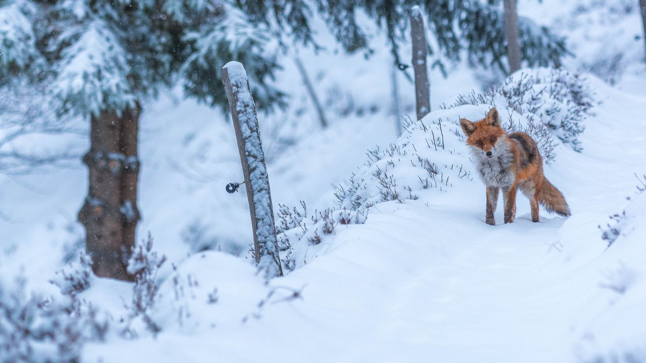 Renard roux, Lac des Truites, Soultzeren, Alsace, France