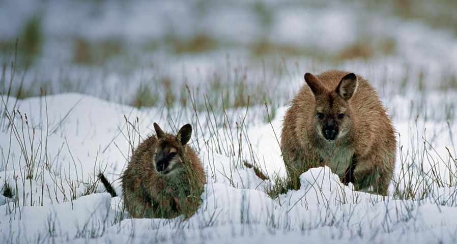 Wallaby adult with young in snow, Tasmania, Australia