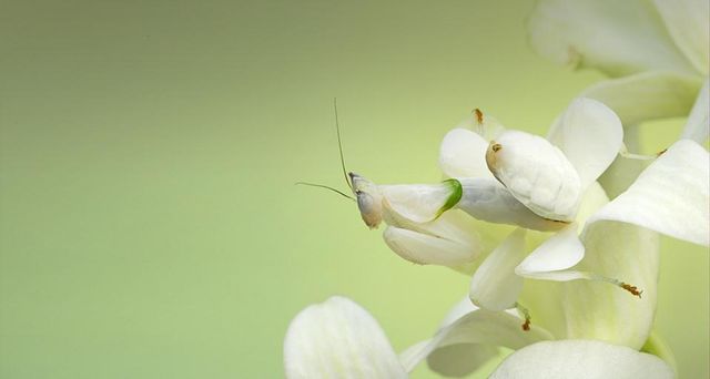 伪装中的兰花螳螂