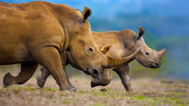 Southern white rhinoceros mother and calf