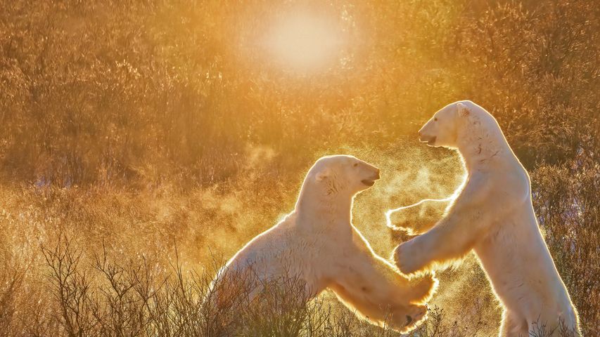 两只玩耍的北极熊，加拿大丘吉尔镇