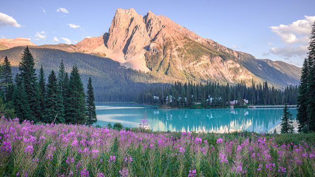 Pink wildflowers by Emerald Lake in summer, Yoho National Park, British Columbia