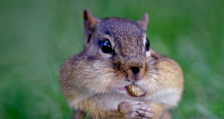 Chipmunk with cheeks stuffed full of peanuts –Frank Cezus/Getty Images ©