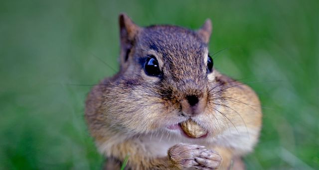 ｢シマリスの食事｣