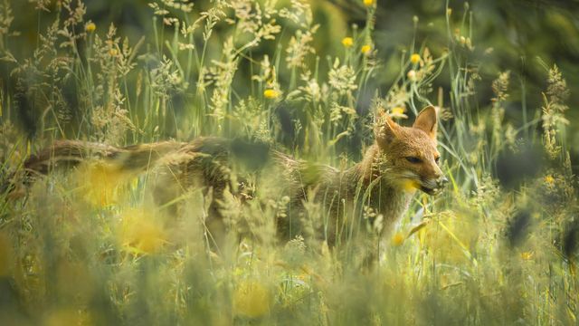 「パンパスギツネ」南米, パンパ