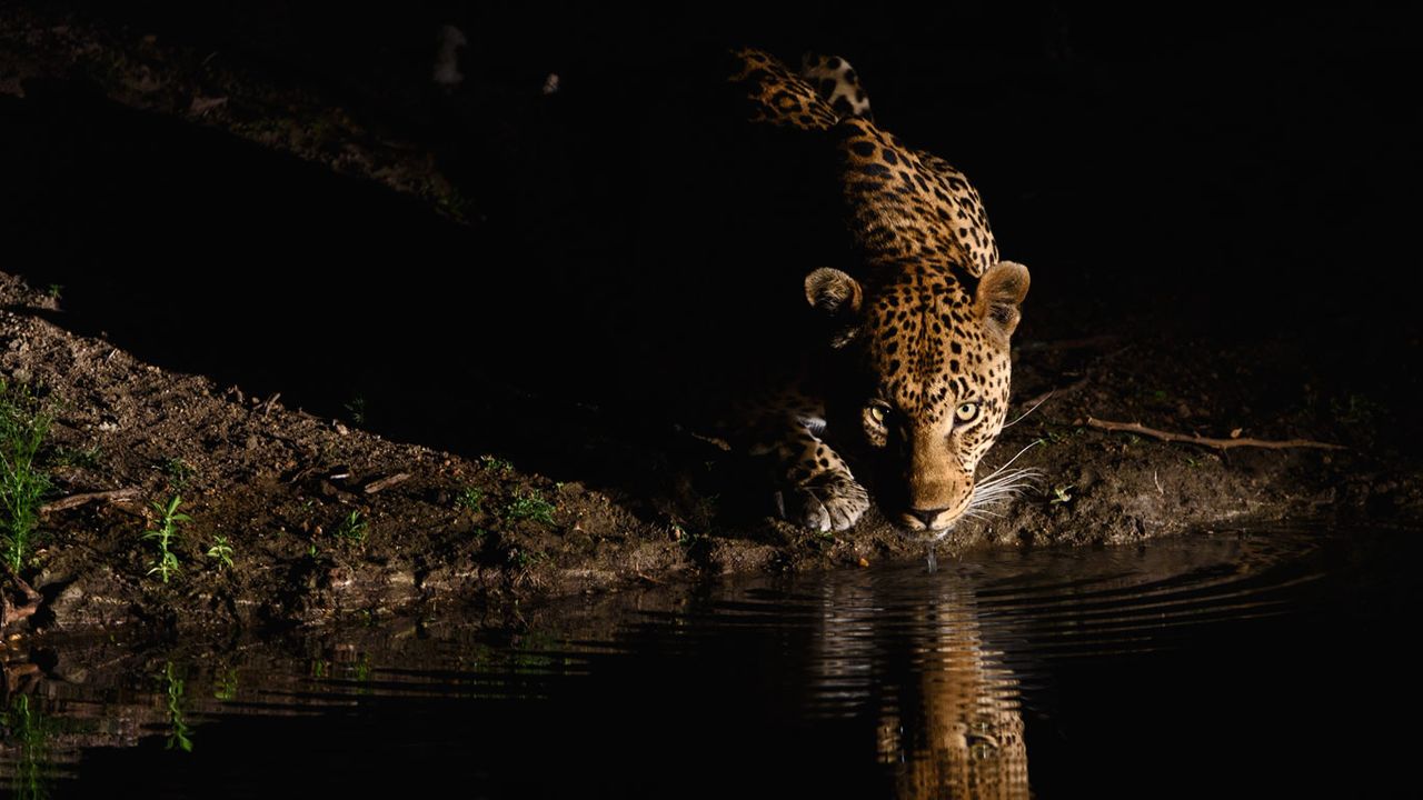 An African leopard in the Londolozi Private Game Reserve, South Africa 