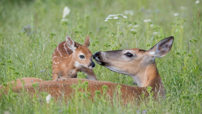 白尾鹿母鹿和刚出生的小鹿，美国蒙大拿州