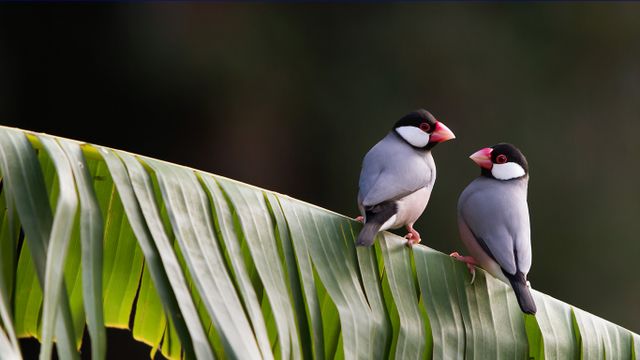 「野生の文鳥」