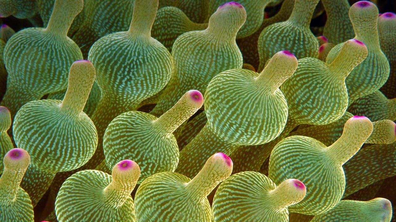 Bubble-tip sea anemone in the Great Barrier Reef 