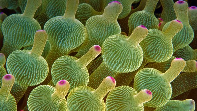 Bubble-tip sea anemone in the Great Barrier Reef