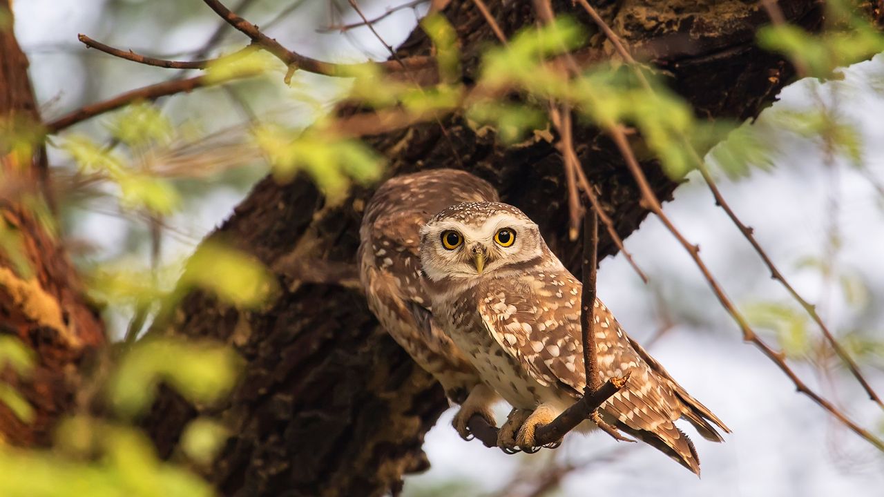 Spotted owlets in Keoladeo National Park in Rajasthan, India