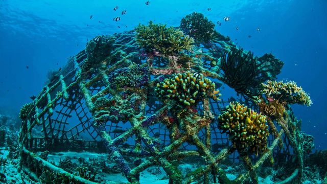 「バイオロックとサンゴ」インドネシア, ギリ島沖合