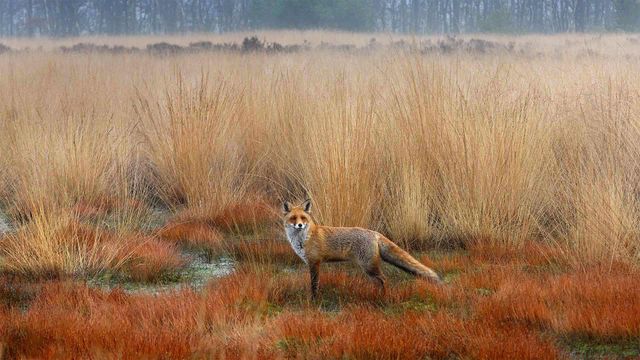 Red fox in the Netherlands