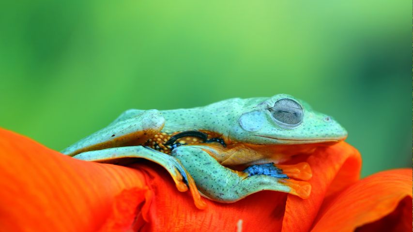 爪哇树蛙