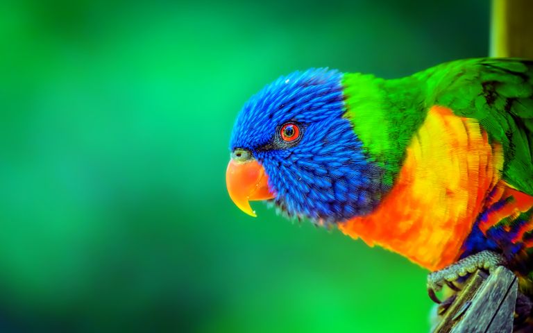 Colors of the Rainbow Theme for Windows 10 | Free Wallpaper Themes