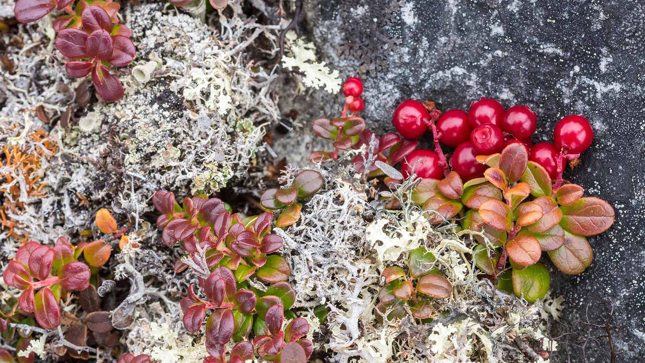 Bearberry (arctostaphylos) and lichens, Nunavik, Que.