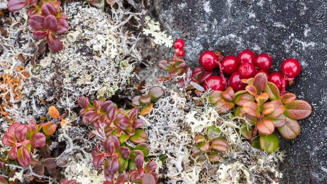 Bearberry (arctostaphylos) and lichens, Nunavik, Que.