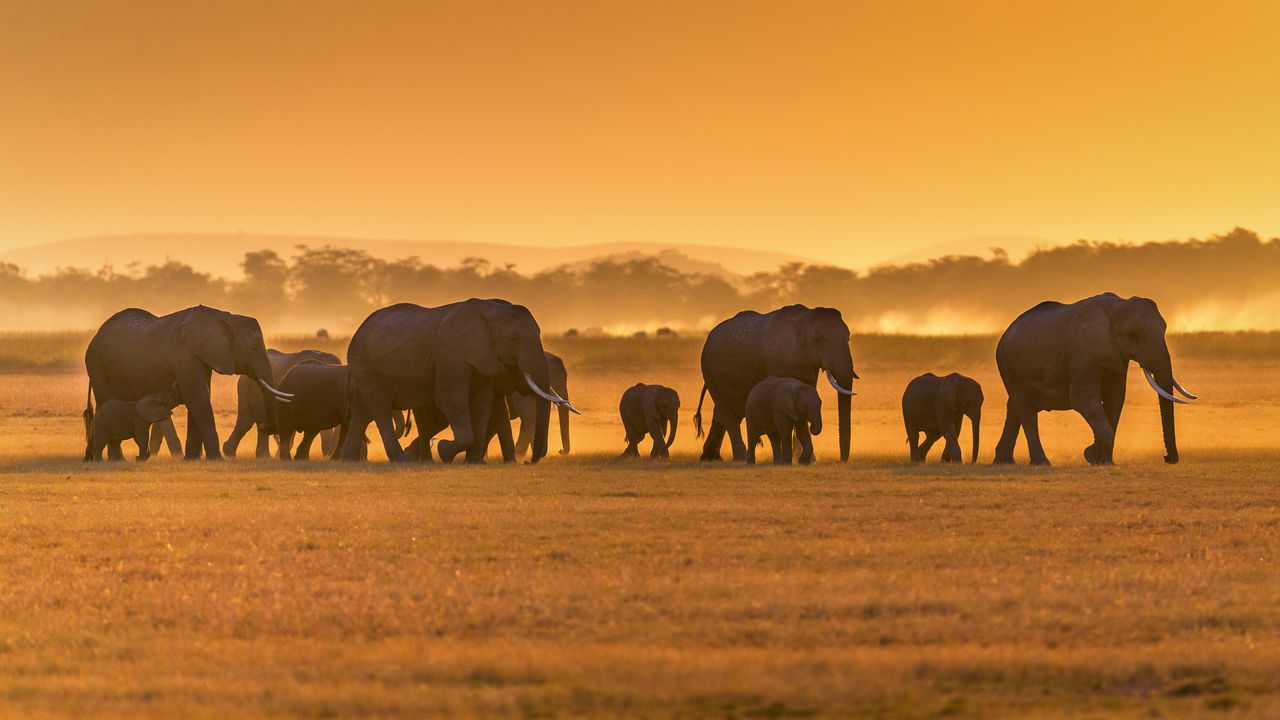 African elephants, Amboseli National Park, Kenya