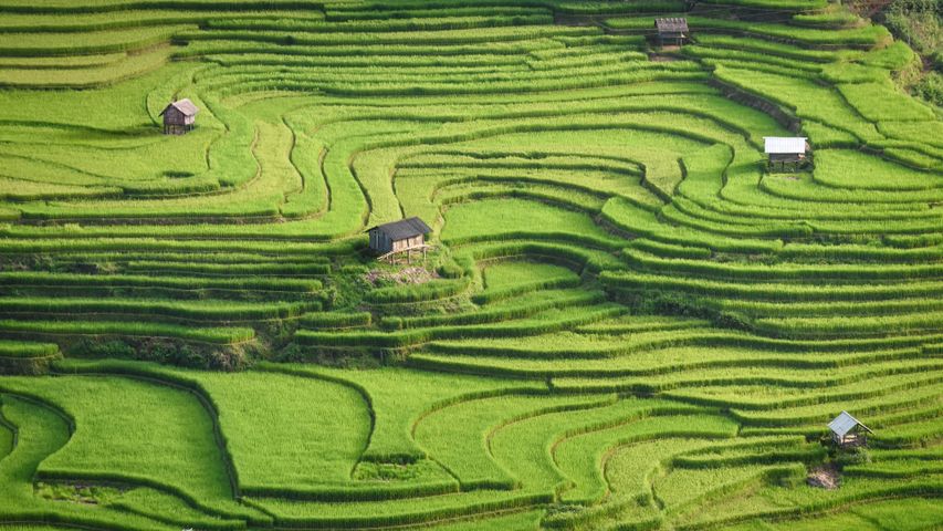 Rice terraces of Mù Cang Chải, Yên Bái province, Vietnam - Bing Gallery