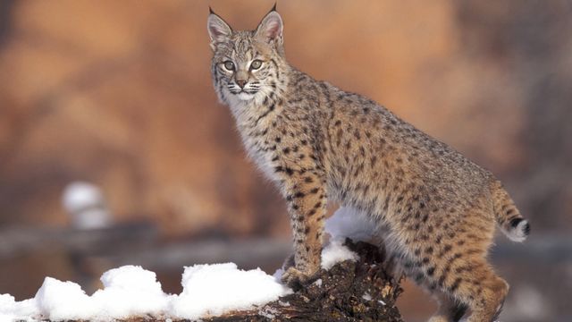Prowling among us?
