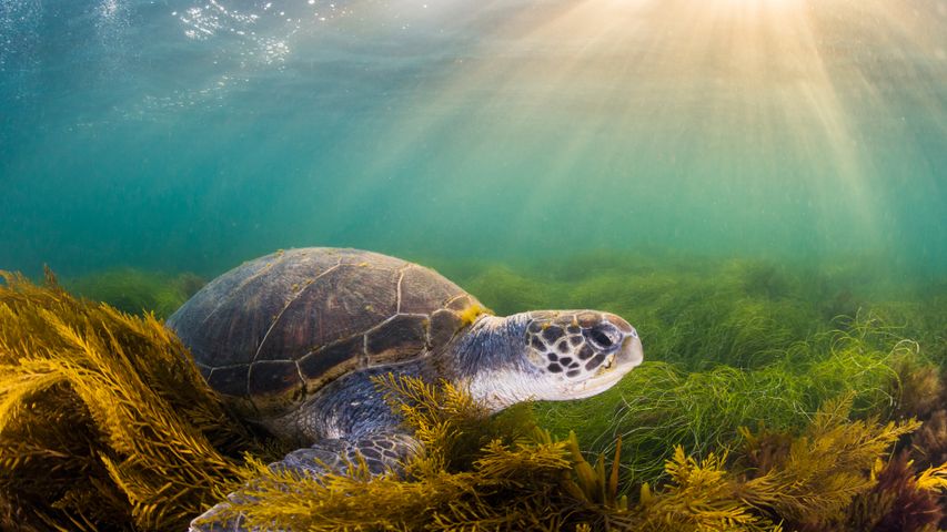 Un esemplare di tartaruga verde, San Diego, California, Stati Uniti