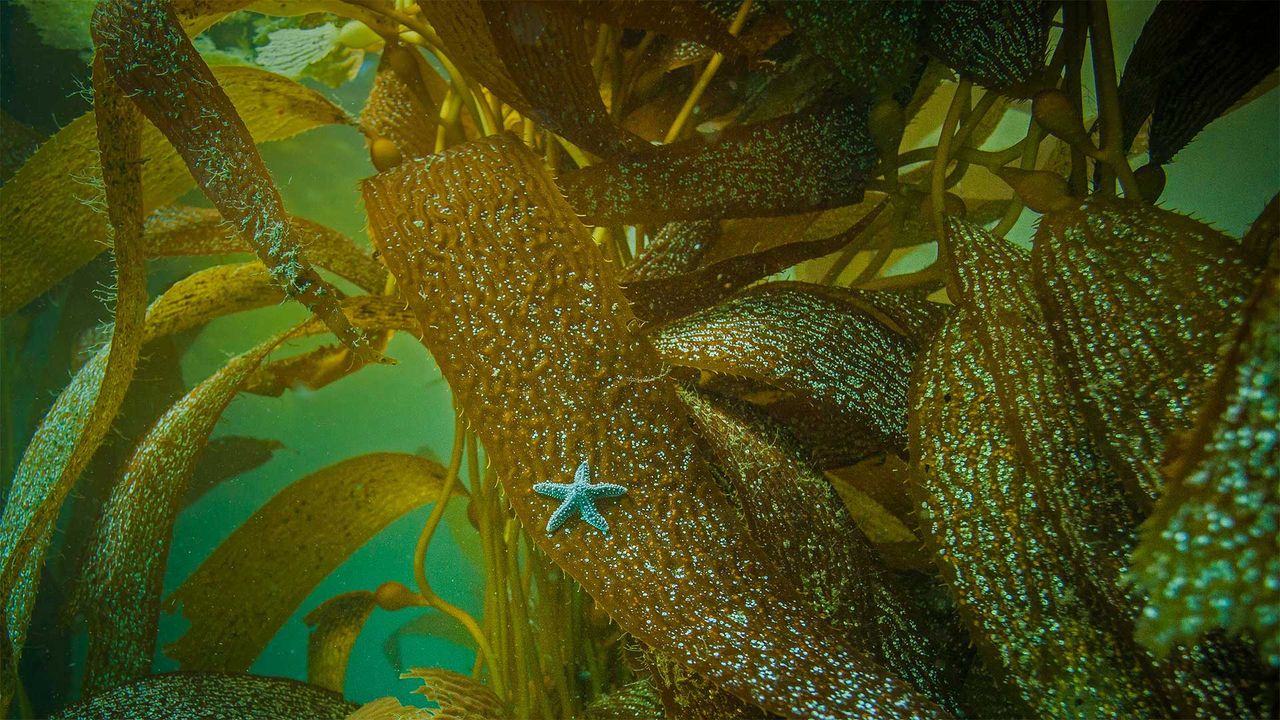 Ochre sea star on kelp off the coast of California