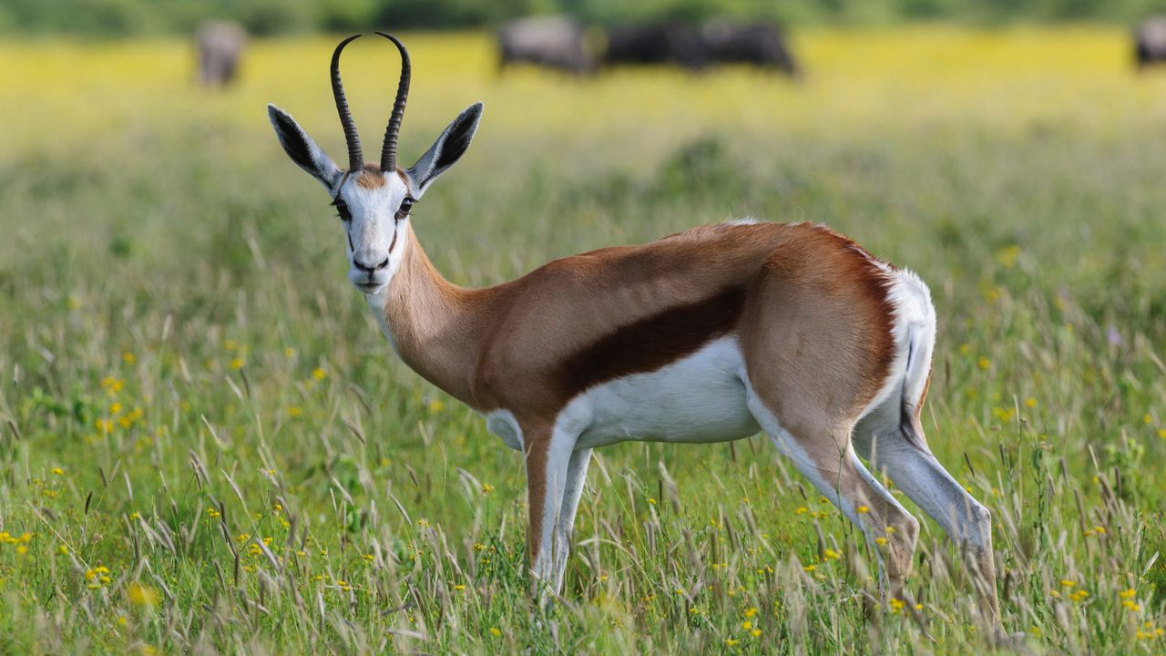 Springbok in savanna, Madikwe Game Reserve, South Africa