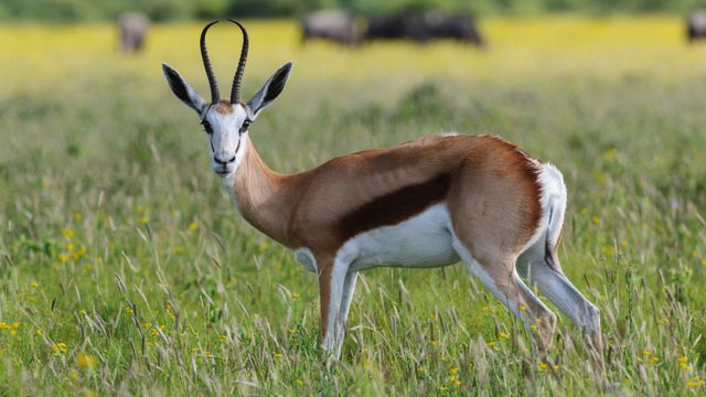 Springbok in savanna, Madikwe Game Reserve, South Africa