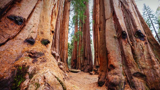 Giant sequoias, Sequoia National Park, California